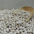 Großhandelsversorgung China natürliche Pflanze rein Baishake weiße Bohnen Bohnen Konserven Bohnen Alubia Vanilleschoten